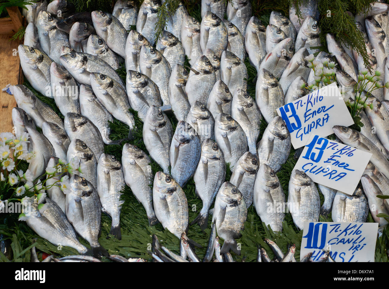 Frische Dorade Fisch aus dem Mittelmeer auf dem Fischmarkt in Edirne, Türkei Stockfoto