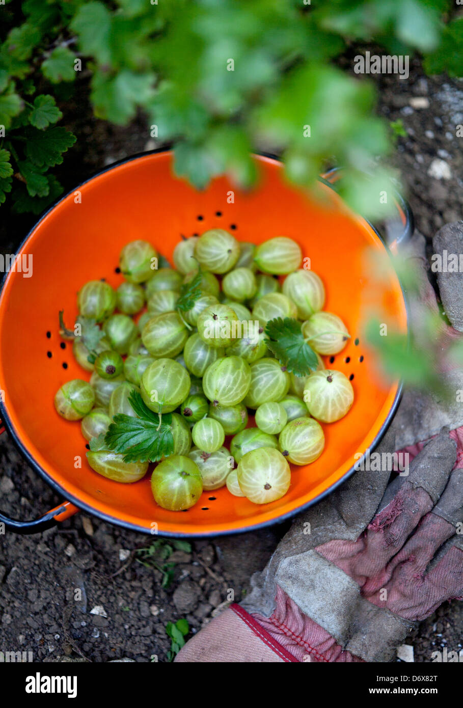 Stachelbeeren, handverlesen aus dem Busch in eine orange Sieb Stockfoto