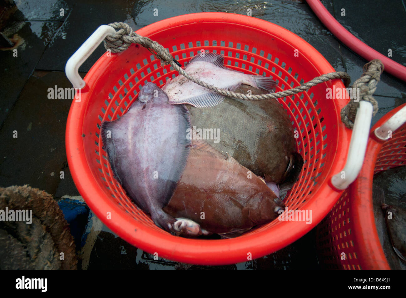 Gelbschwanz Flunder (Limanda Ferruginea) warten darauf, auf dem Deck der Fischerei Dragger gemessen werden. Stellwagen Banken, Neuengland Stockfoto