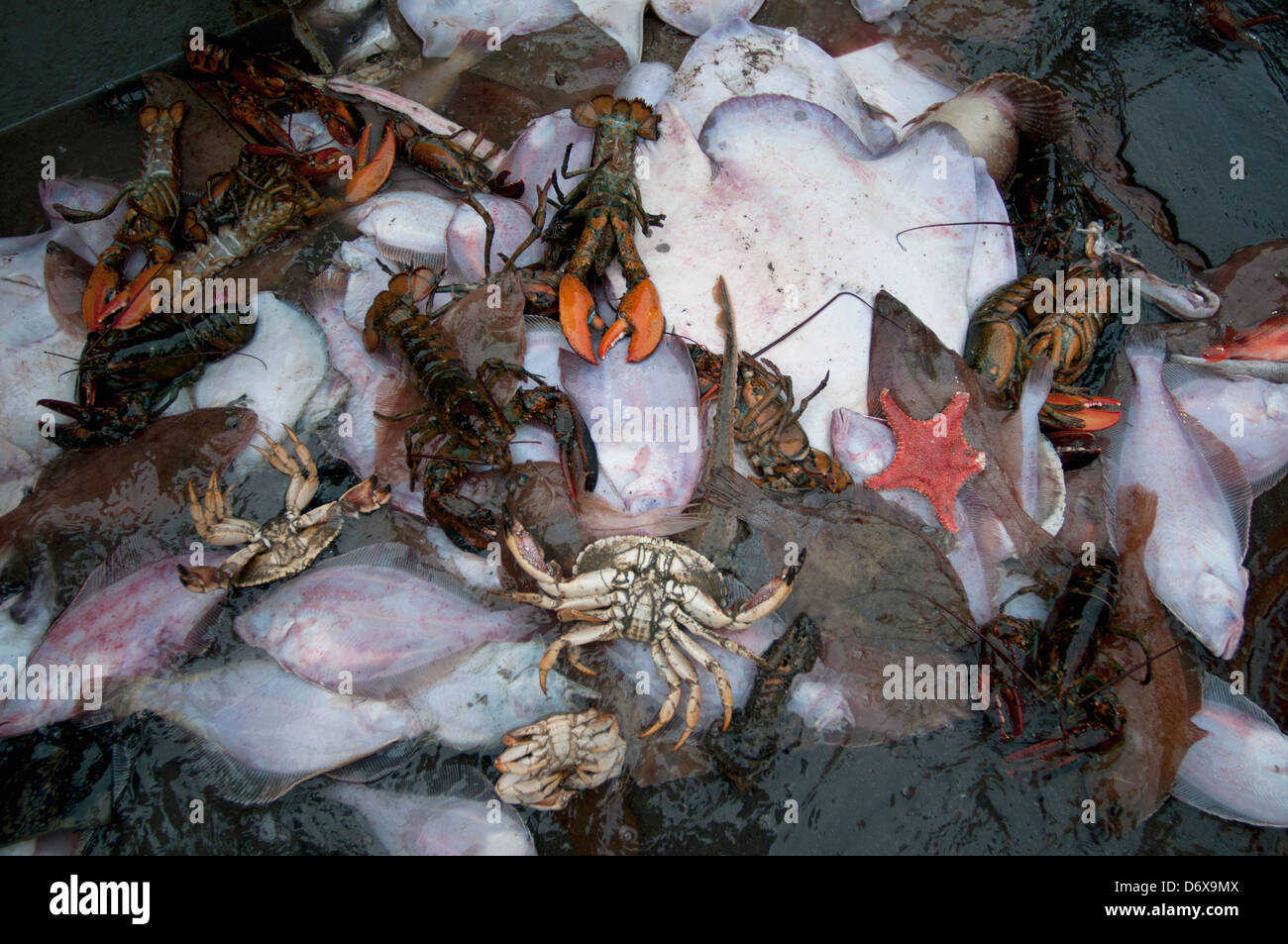 Beifang der amerikanische Hummer (Häutung Americanus), Brown Krebs (Cancer Pagurus), wenig Skate (Leucoraja Erinacea) Stockfoto