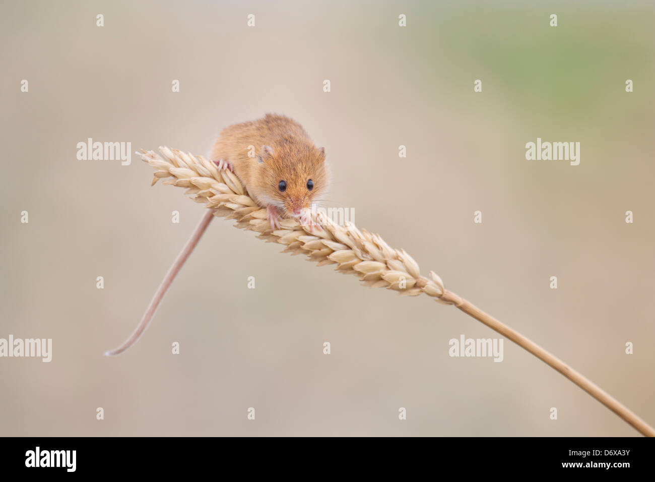 Porträt einer Zwergmaus Stockfoto