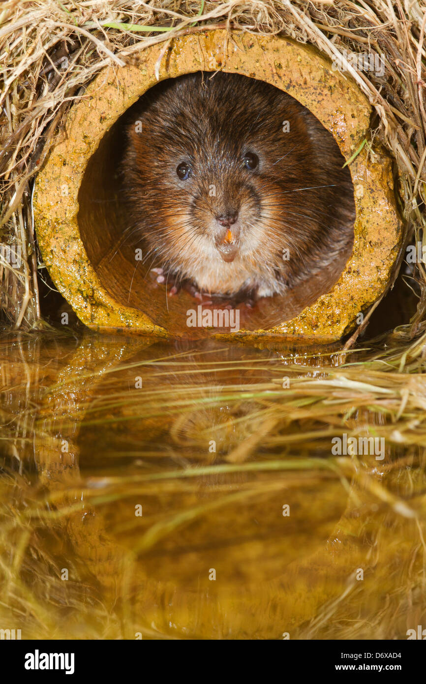 Schermaus versteckt in Rohr Stockfoto