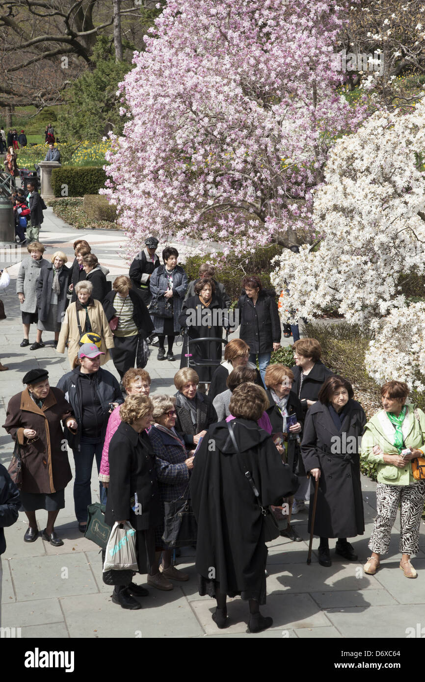 Gruppe von Senioren Frauen tour der Brooklyn Botanic Garden mit den Magnolien in voller Blüte. Stockfoto