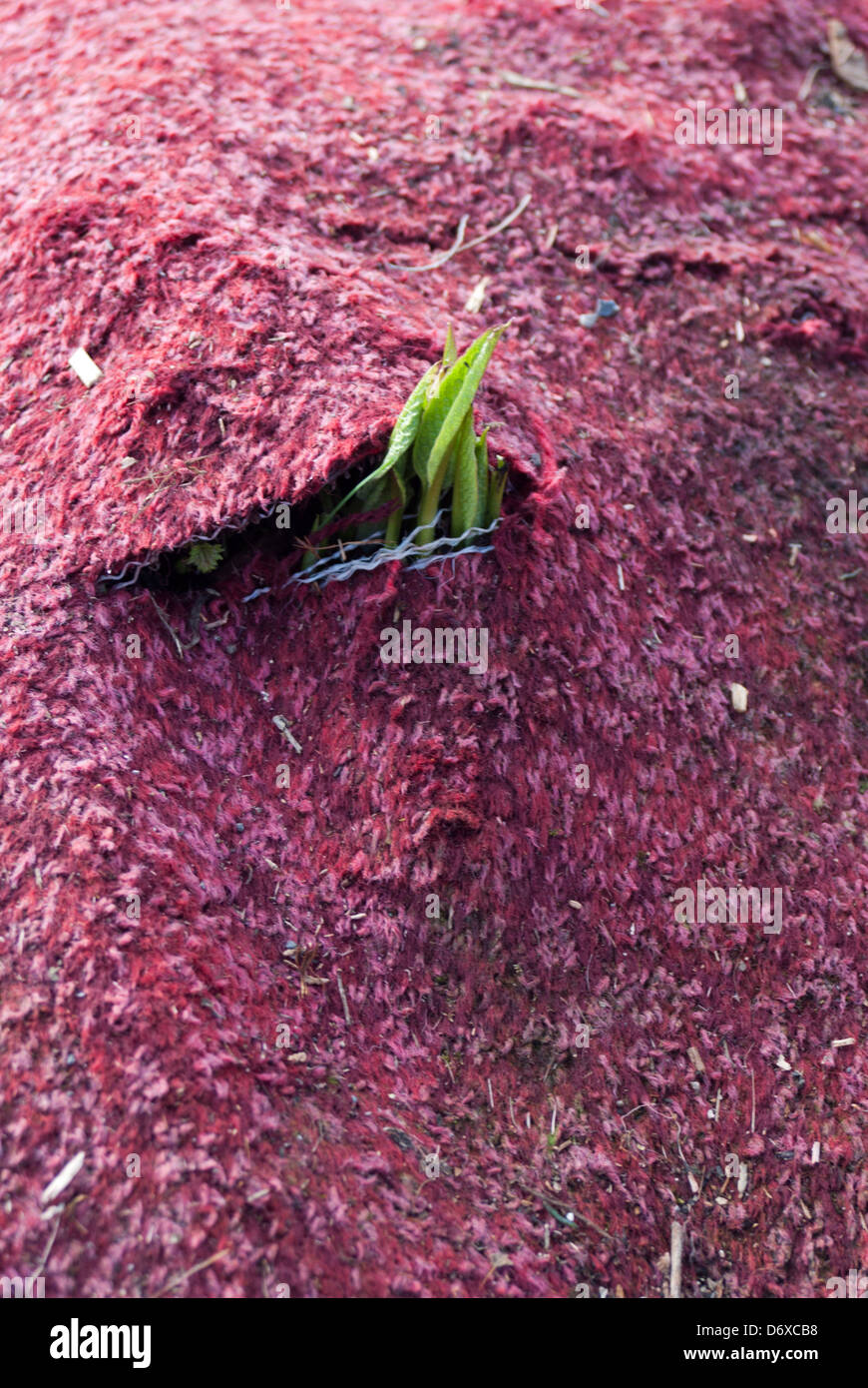 Alter Teppich als ein Unkraut Suppressant, schlägt fehl, wenn hin-und hergerissen. Stockfoto