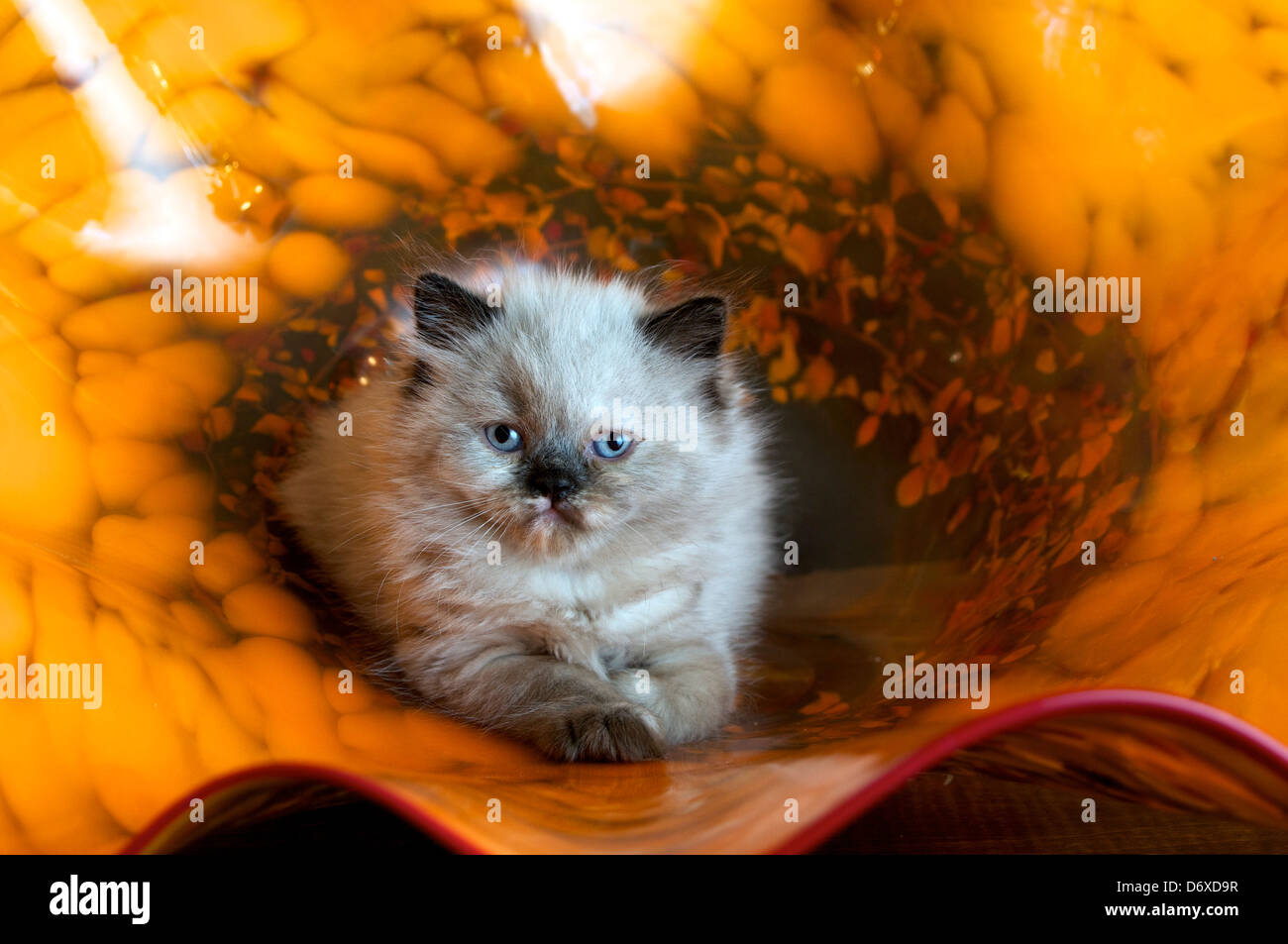 Katze schaut geradeaus in Glasschale Stockfoto