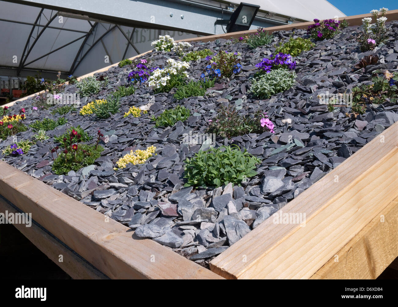 Schiefer Kies und alpine Pflanzen auf Gartenhaus Dach, Norfolk, England Stockfoto