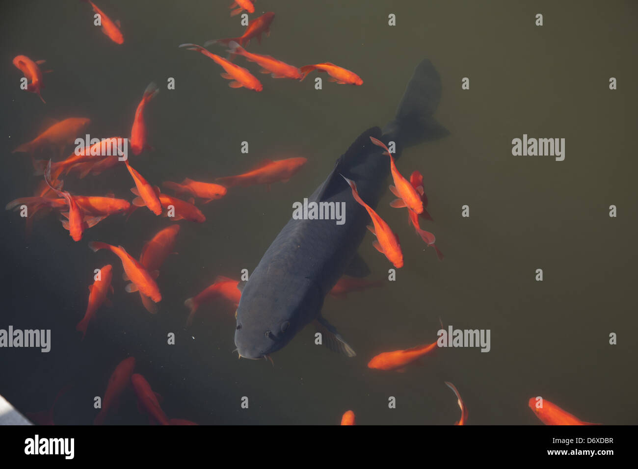 Goldfisch Im Teich Stockfotos und bilder Kaufen Alamy