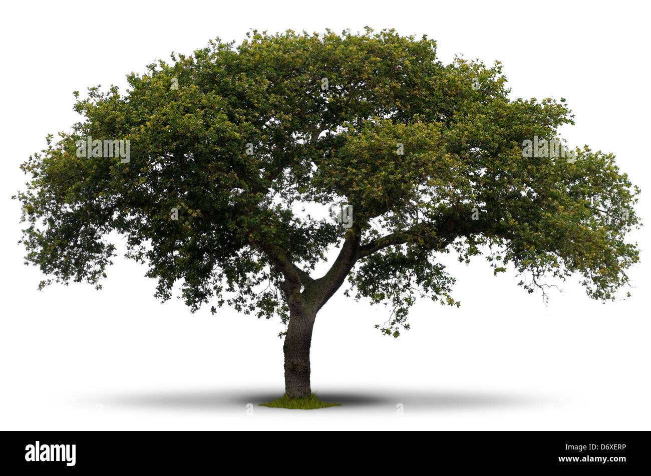 Grüner Baum auf weißem Hintergrund mit Grass an der Wurzel und Schatten Stockfoto