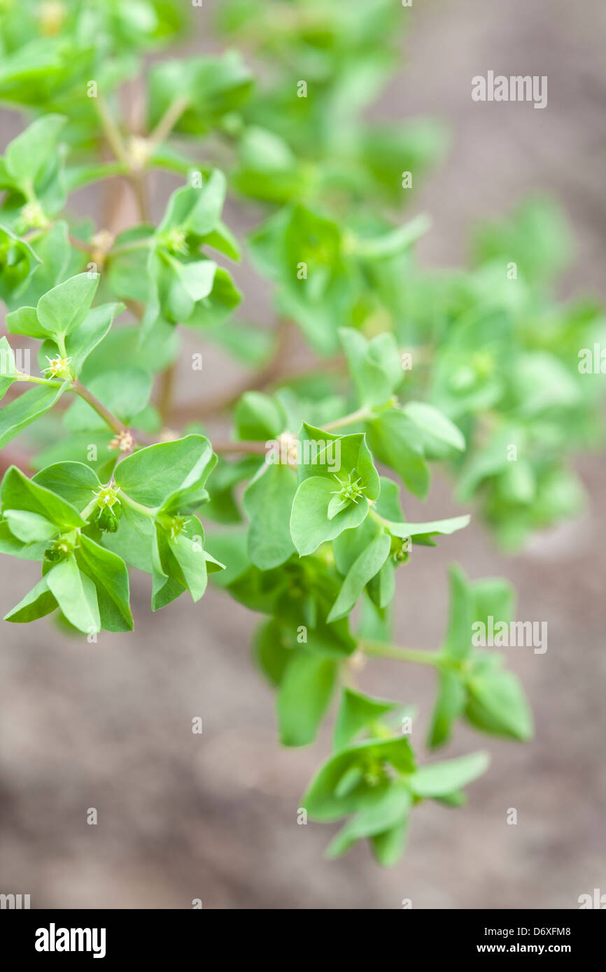 Kleinliche Wolfsmilch Euphorbia Peplus Stockfoto Bild 55902120