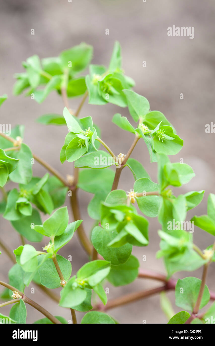 Kleinliche Wolfsmilch Euphorbia Peplus Stockfoto Bild 55902189