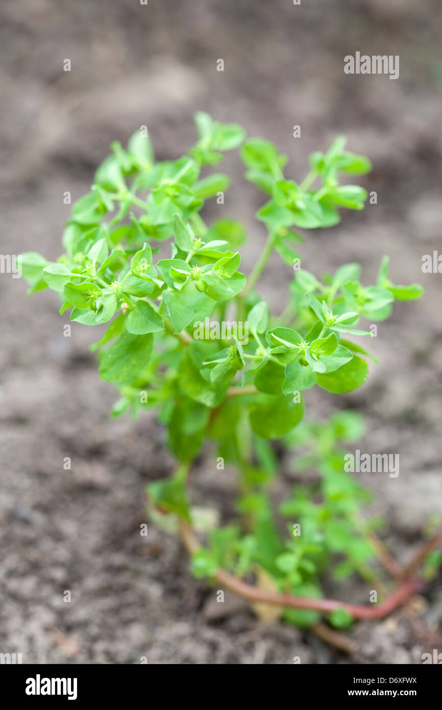 Kleinliche Wolfsmilch Euphorbia Peplus Stockfoto Bild 55902278