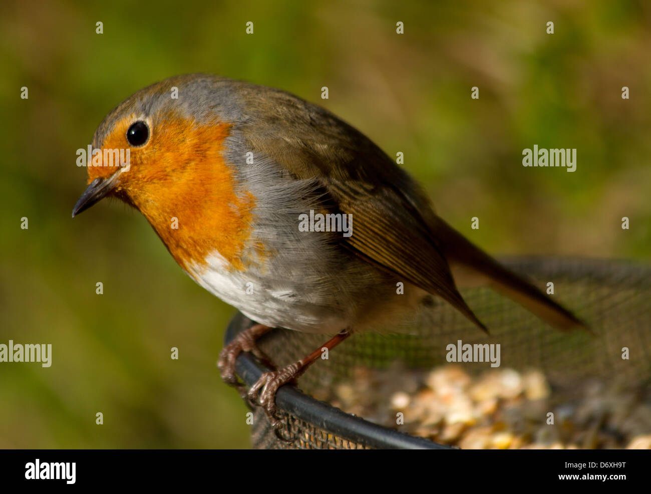 Robin am Futterhäuschen Stockfoto