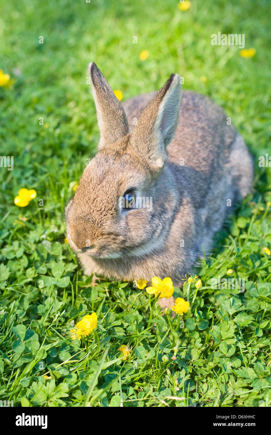 Ein Kreuz gezüchtet wilden und domestizierte Kaninchen auf einer Wiese mit Butterblumen Stockfoto