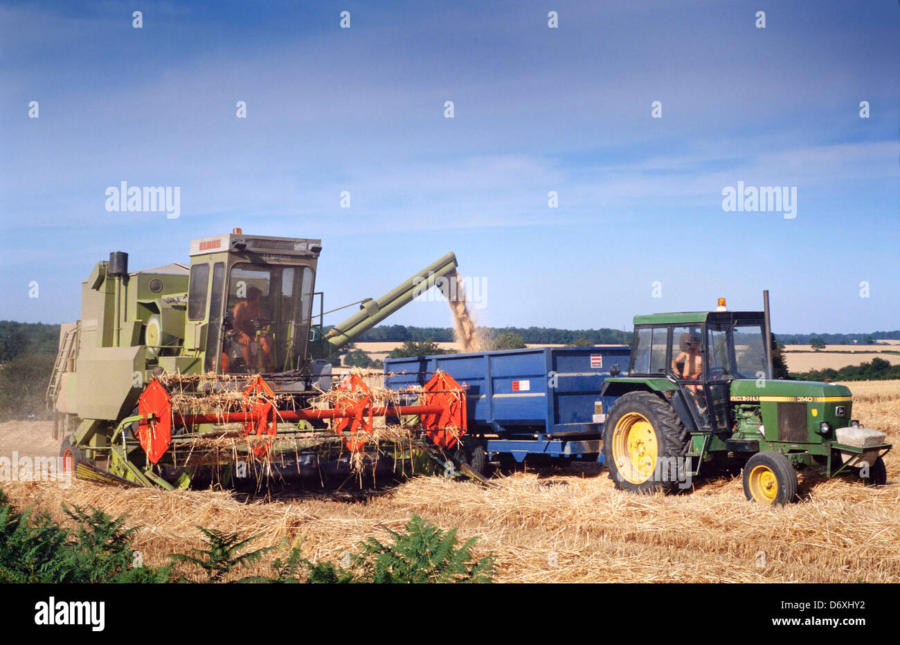 Erntezeit, kleine Harvester schneiden Weizen zu kombinieren. Hertfordshire, UK Stockfoto
