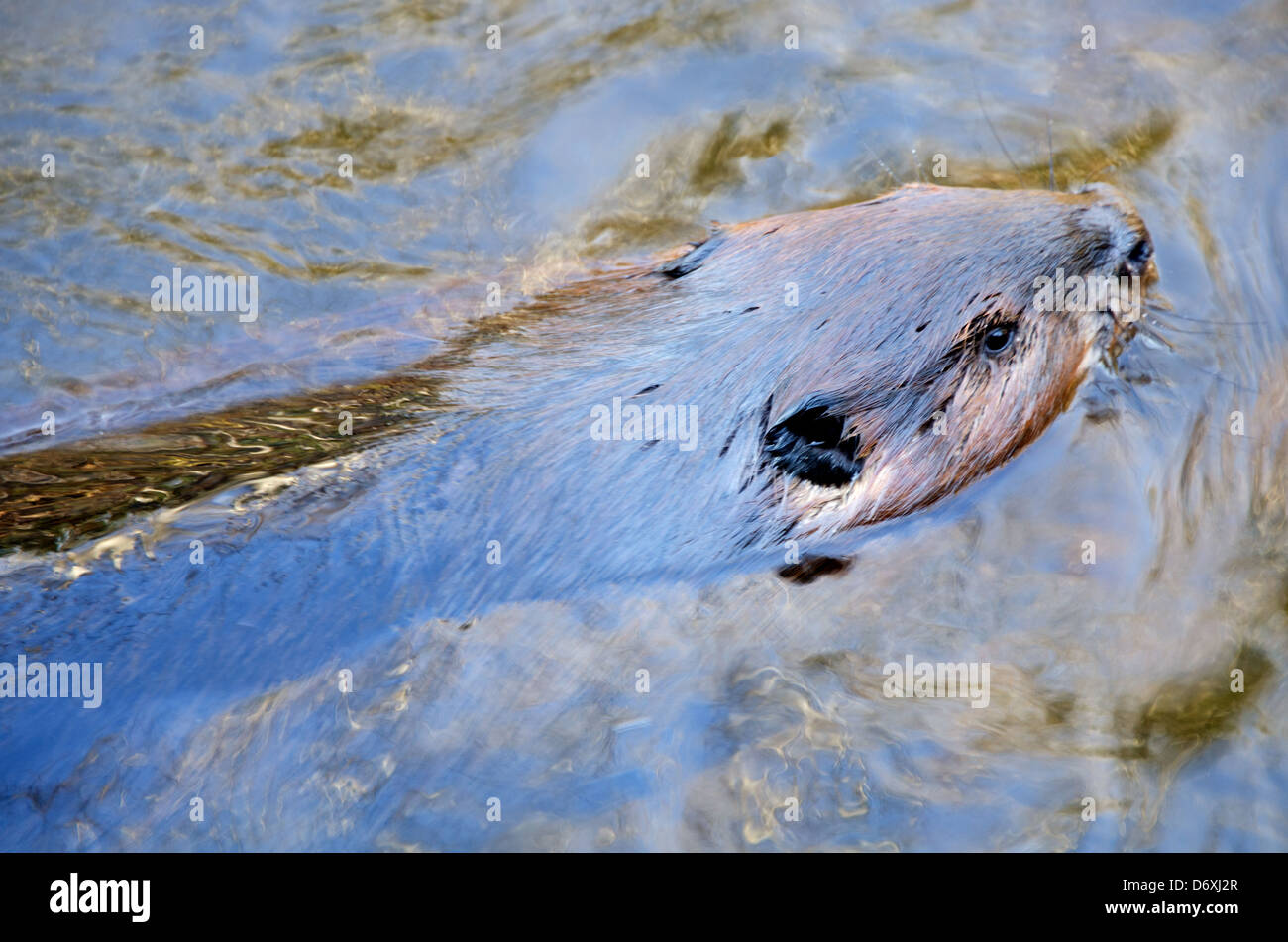 Ein Jugendlicher nordamerikanischen Biber Schwimmen im Acadia National Park, Maine Stockfoto