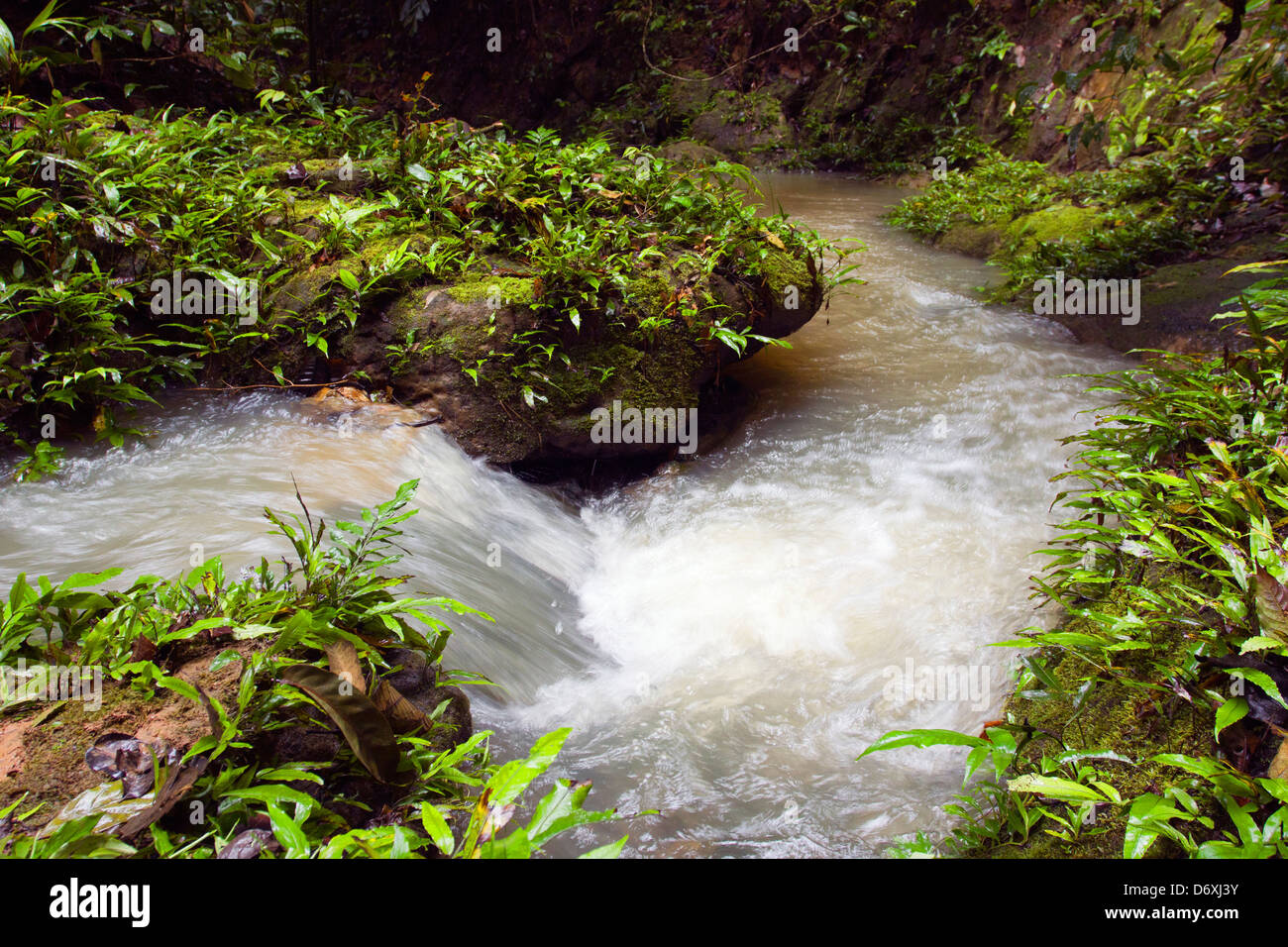 Strom fließt durch den tropischen Regenwald im ecuadorianischen Amazonasgebiet. Stockfoto