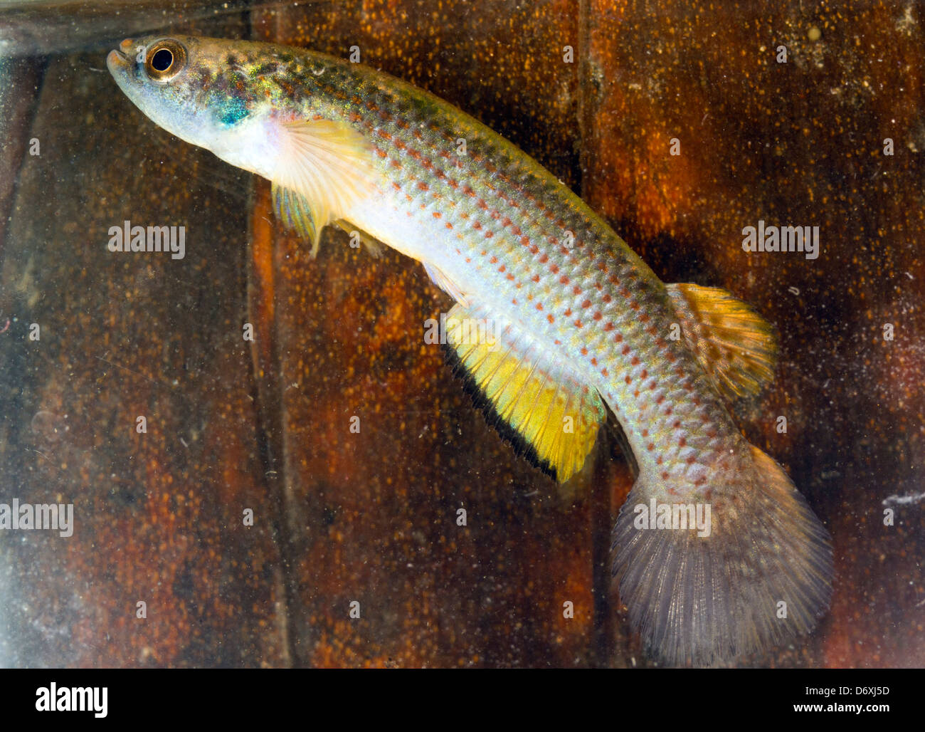 Amazonas Killifische (Rivulus sp.). Diese Fische können entlang den Waldboden aus einem Pool zum nächsten springen. Stockfoto