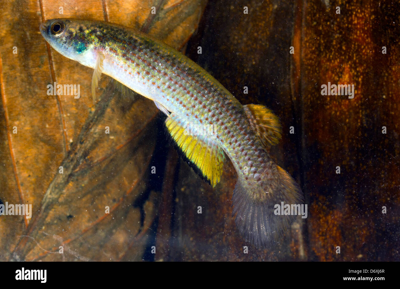 Amazonas Killifische (Rivulus sp.). Diese Fische können entlang den Waldboden aus einem Pool zum nächsten springen. Stockfoto