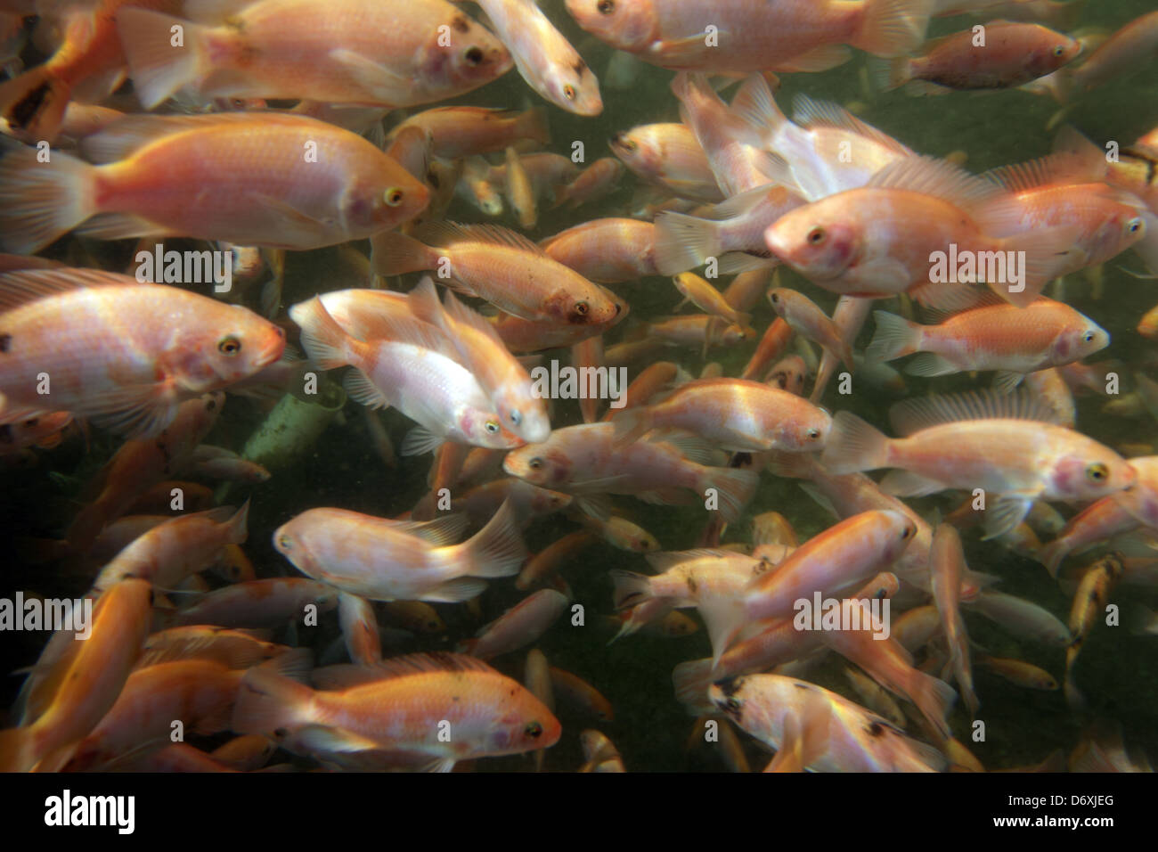 Tilapia unter Wasser auf einer Fischfarm Stockfoto