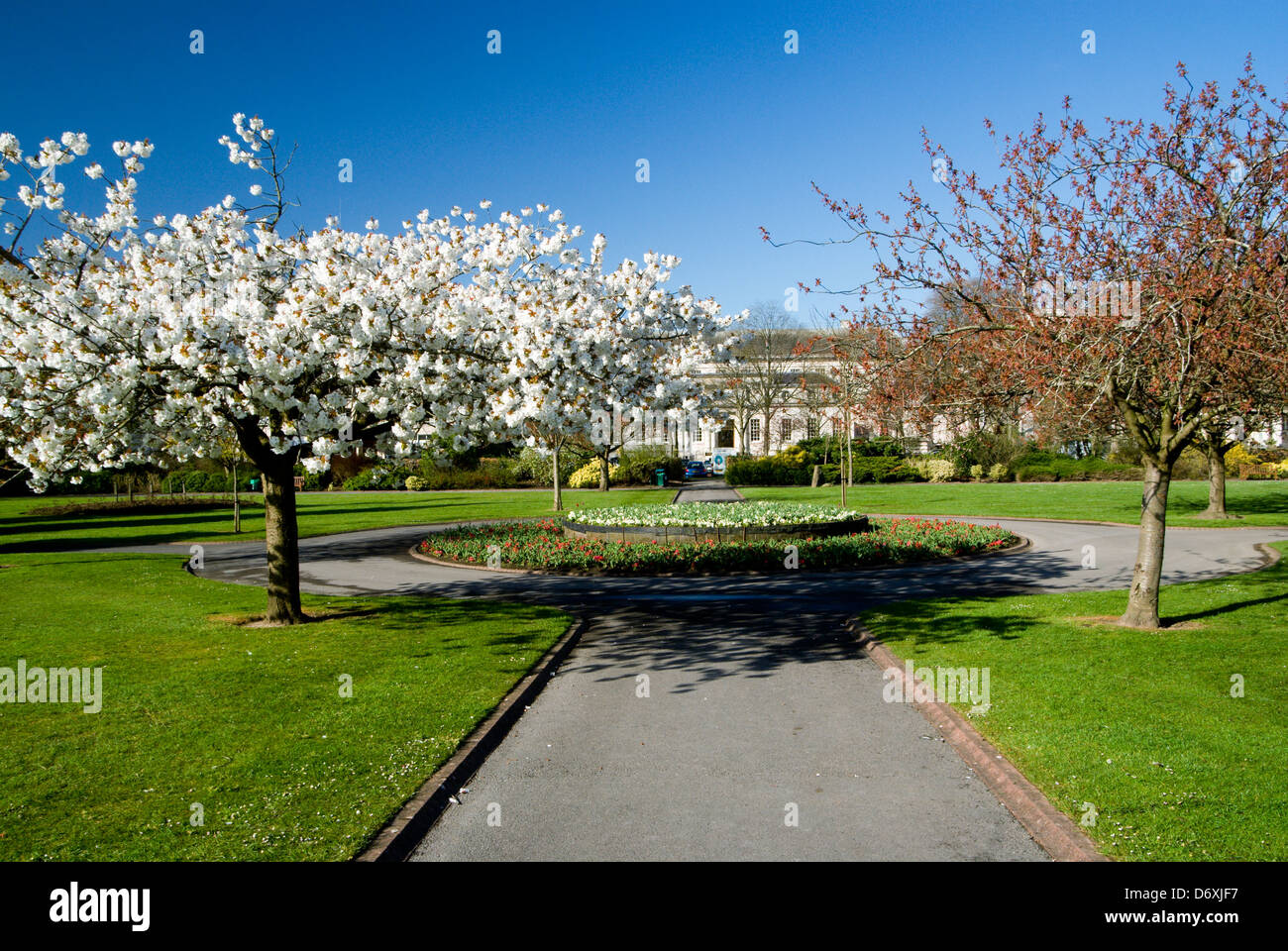 Alexandra Gärten und Kirschblüte, Cathays park, Cardiff, Südwales, uk. Stockfoto