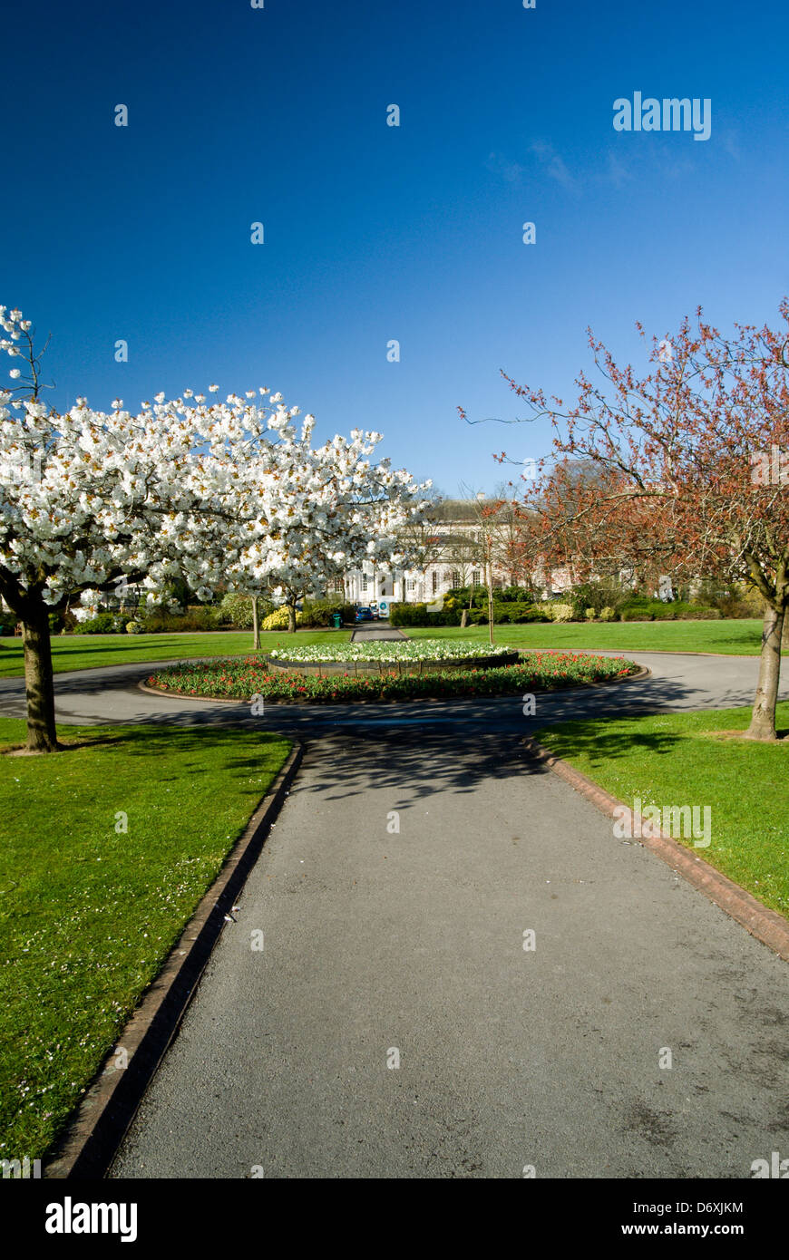 Alexandra Gardens und Cherry Blossom, Cathays Park, Cardiff, Südwales, UK. Stockfoto