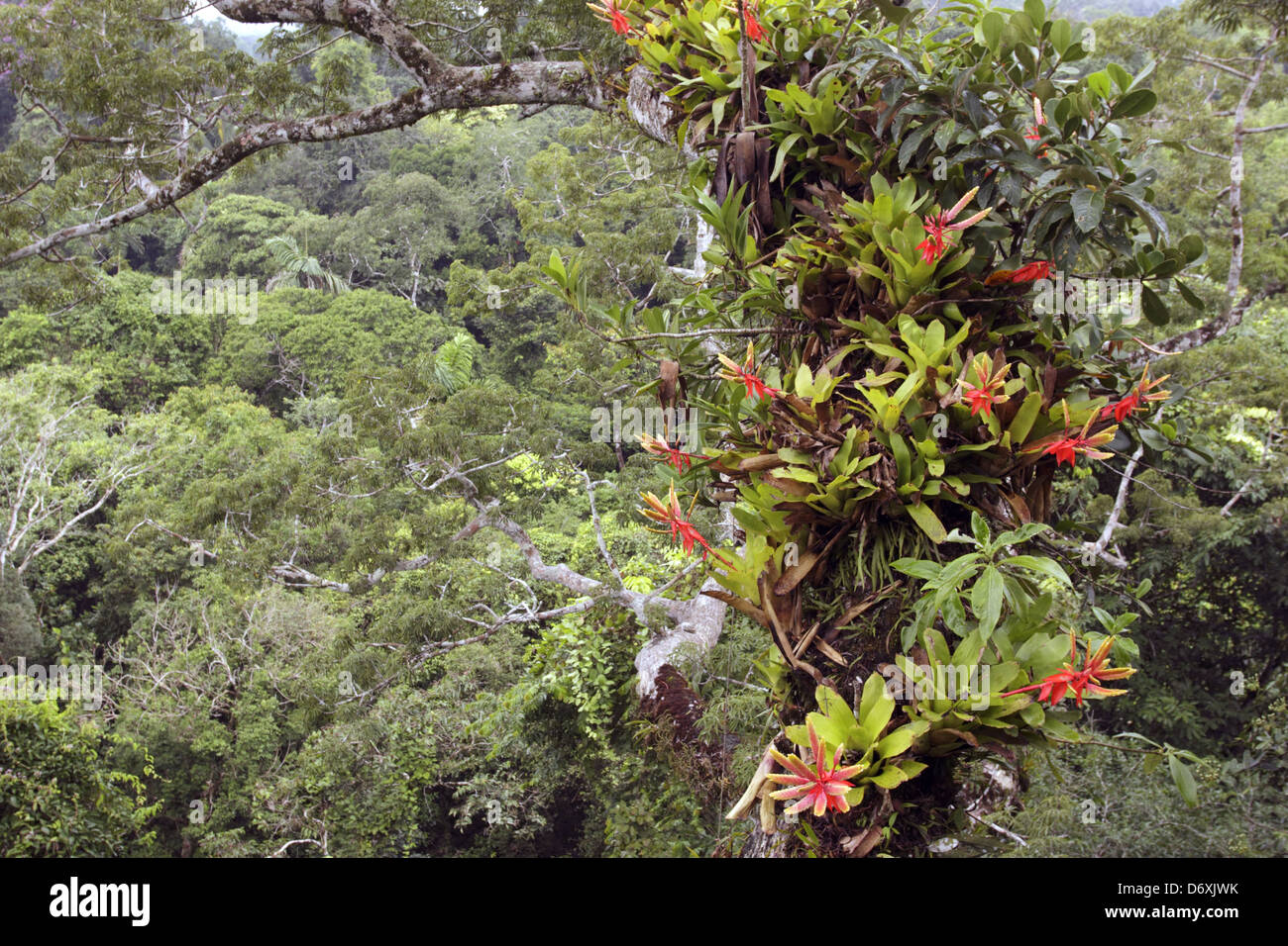 Bromelien wachsen auf einem Ast eines großen Baumes der Ceibo oberhalb des Regenwaldes, Ecuador. Stockfoto