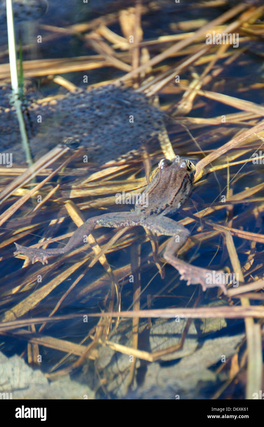 Holz-Frosch (Rana Sylvatica) mit Ei-Masse in einem frühlingshaften Pool, Acadia National Park, Maine. Stockfoto