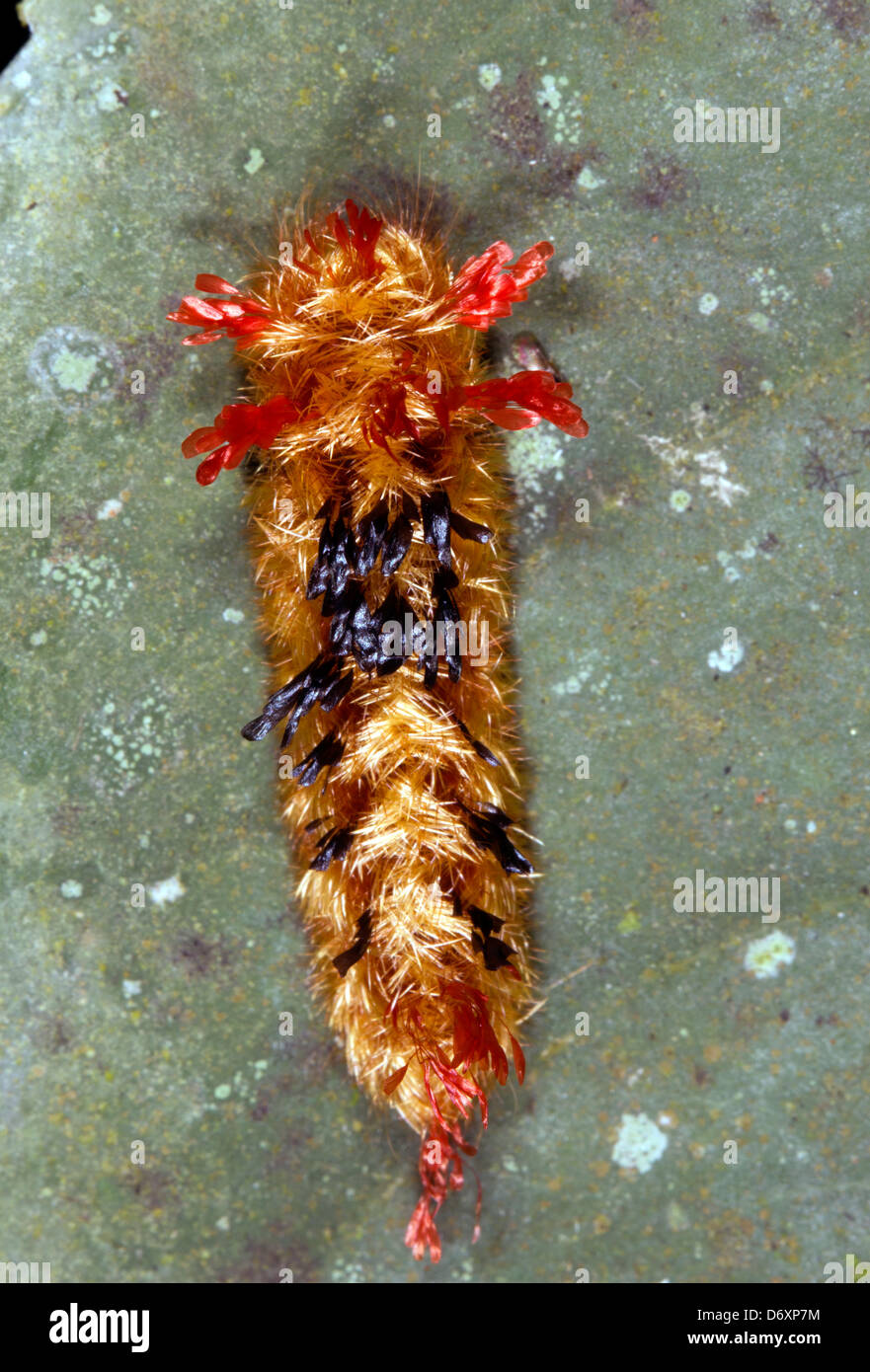 Eine ungewöhnliche schuppige Slug Raupe aus dem ecuadorianischen Amazonas Stockfoto