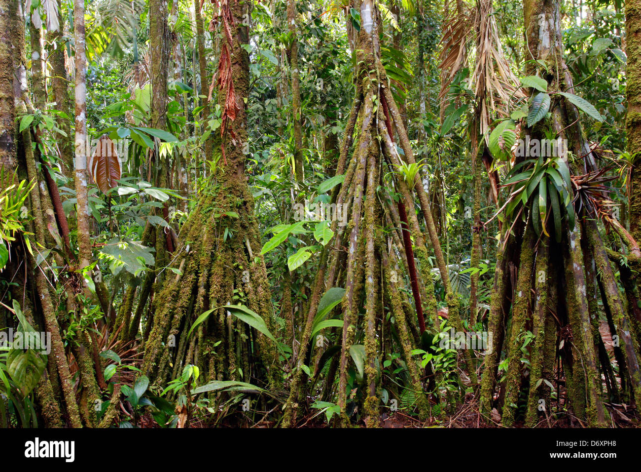 Regenwald-Interieur mit Stelzen Wurzeln der Palme (Iriartea Deltoidea), Ecuador Stockfoto