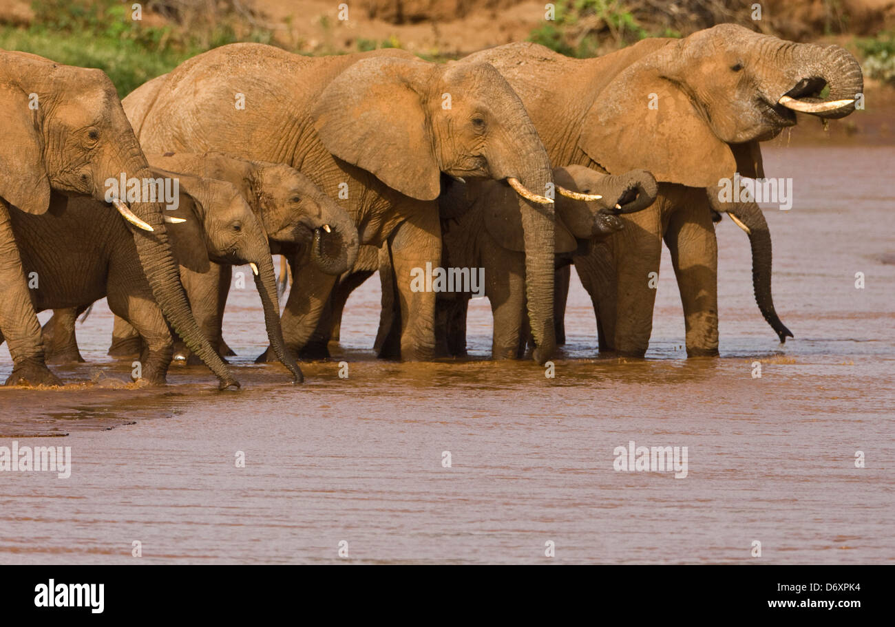 Elefantenherde, Samburu, Kenia Stockfoto