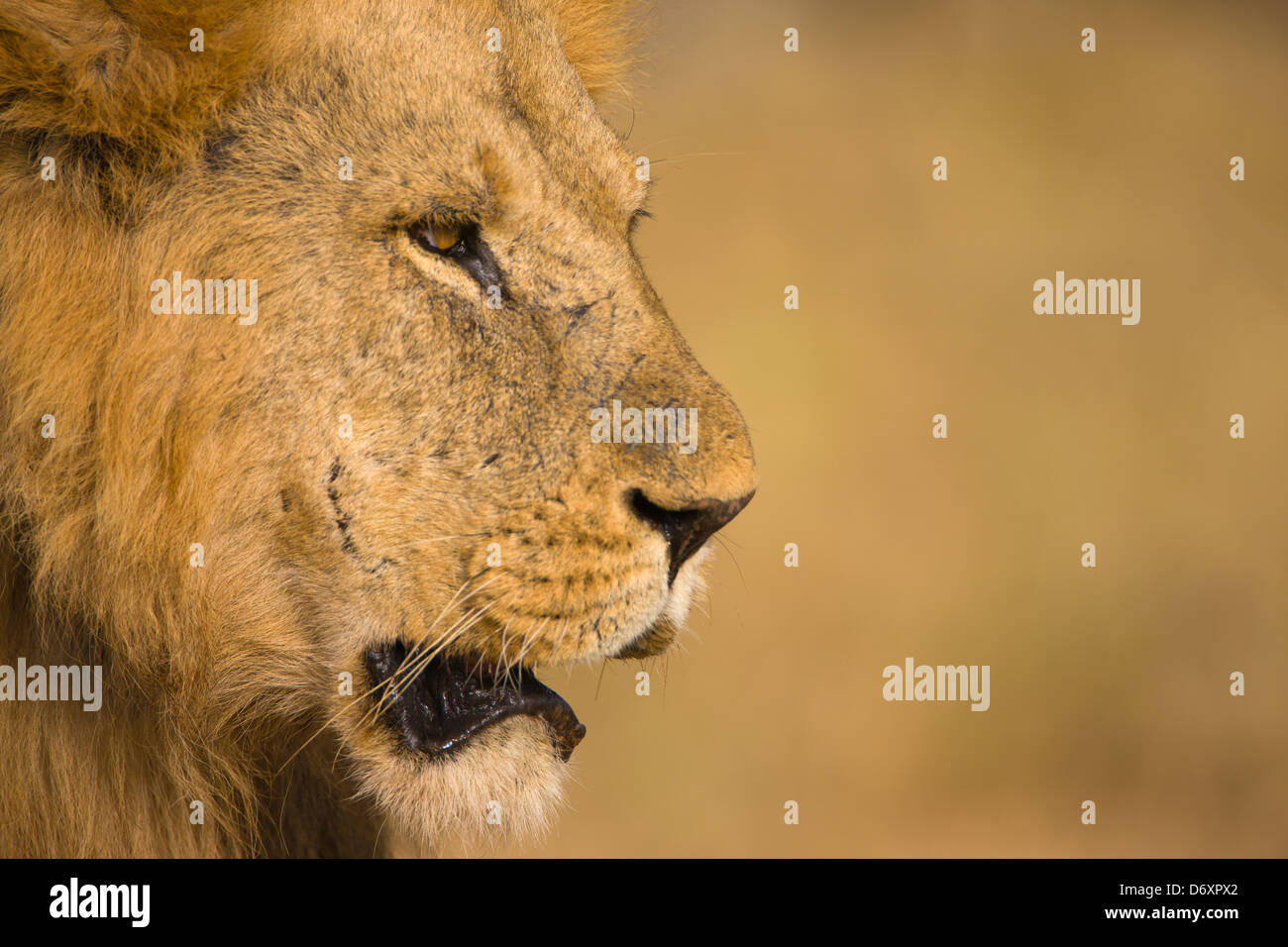 Löwe, Samburu, Kenia Stockfoto