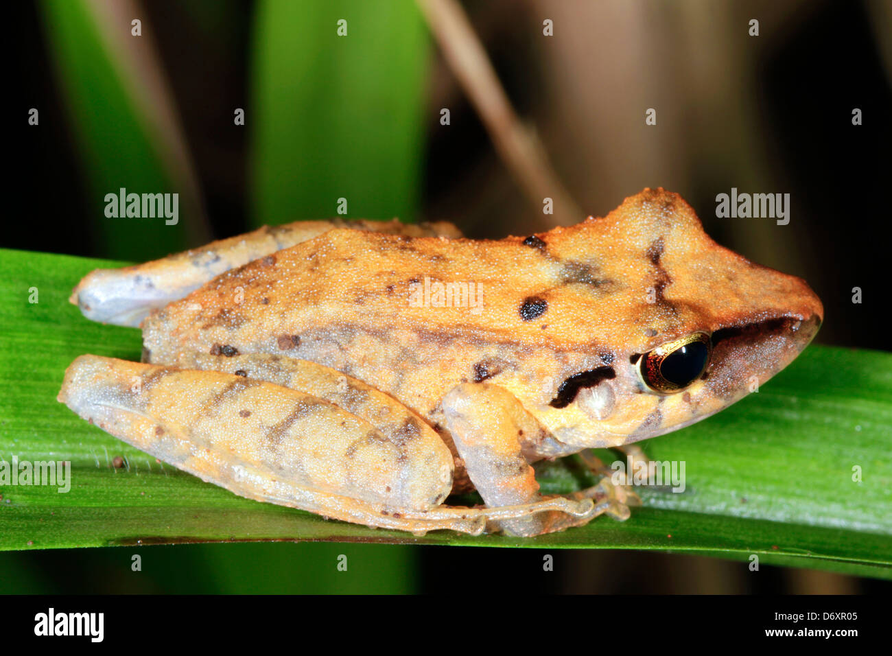 Nicht identifizierte Regen Frosch (Pristimantis SP. auf einem Blatt im Regenwald Unterwuchs, Ecuador Stockfoto