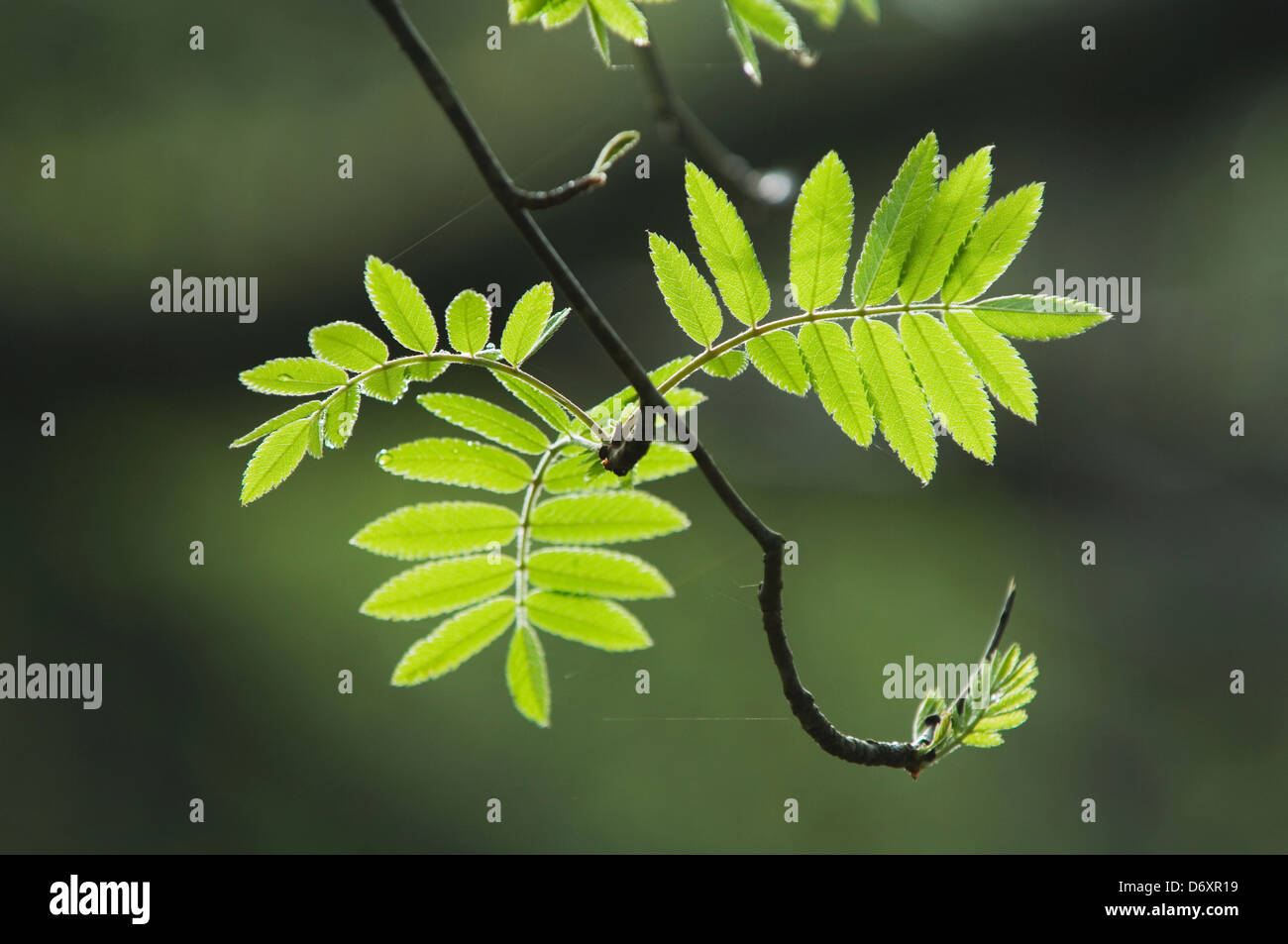 Rowan Blätter im Frühling. Stockfoto