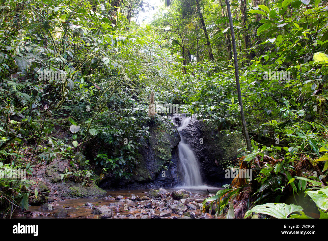 Kleiner Wasserfall und Stream im tropischen Regenwald im ecuadorianischen Amazonasgebiet Stockfoto