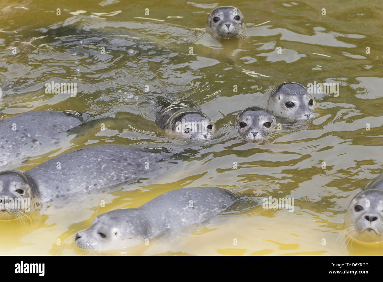 Friedrichskoog, Deutschland, junge Robben schwimmen in einem pool Stockfoto