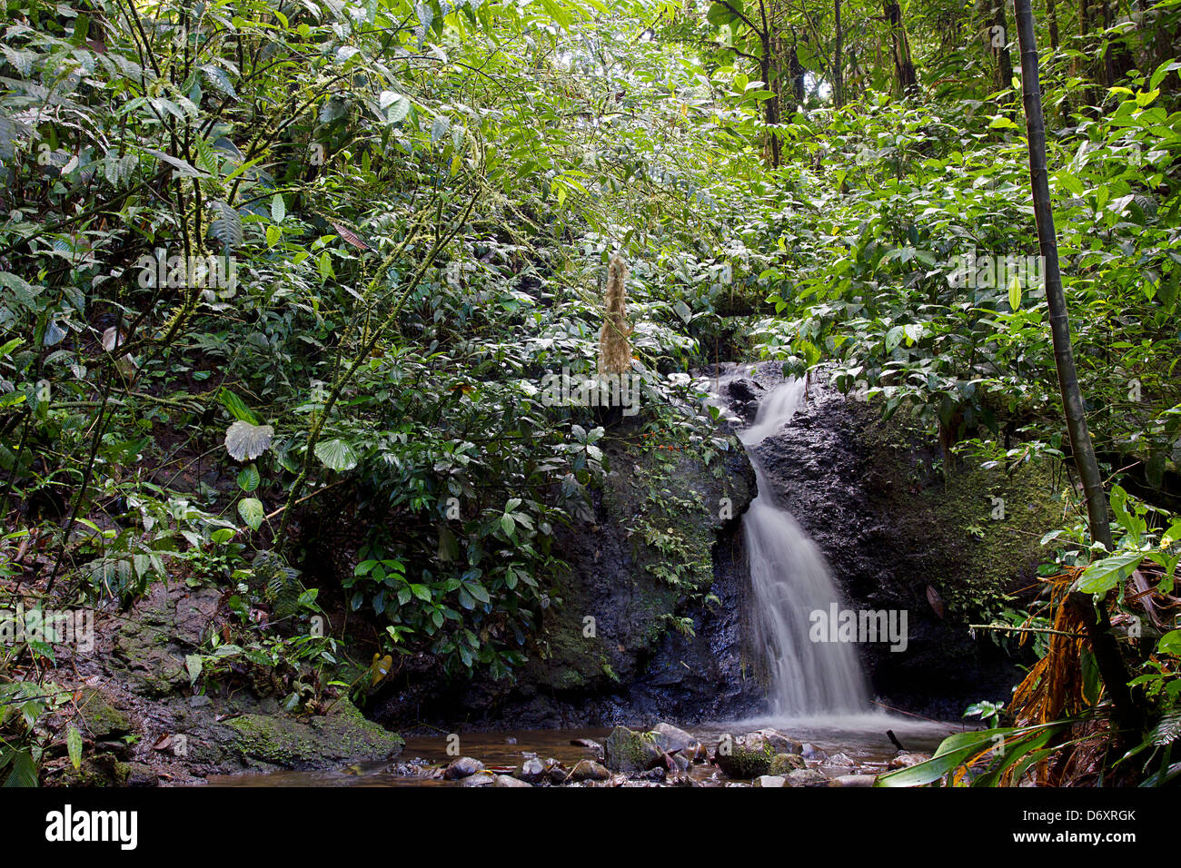 Kleiner Wasserfall und Stream im tropischen Regenwald im ecuadorianischen Amazonasgebiet Stockfoto