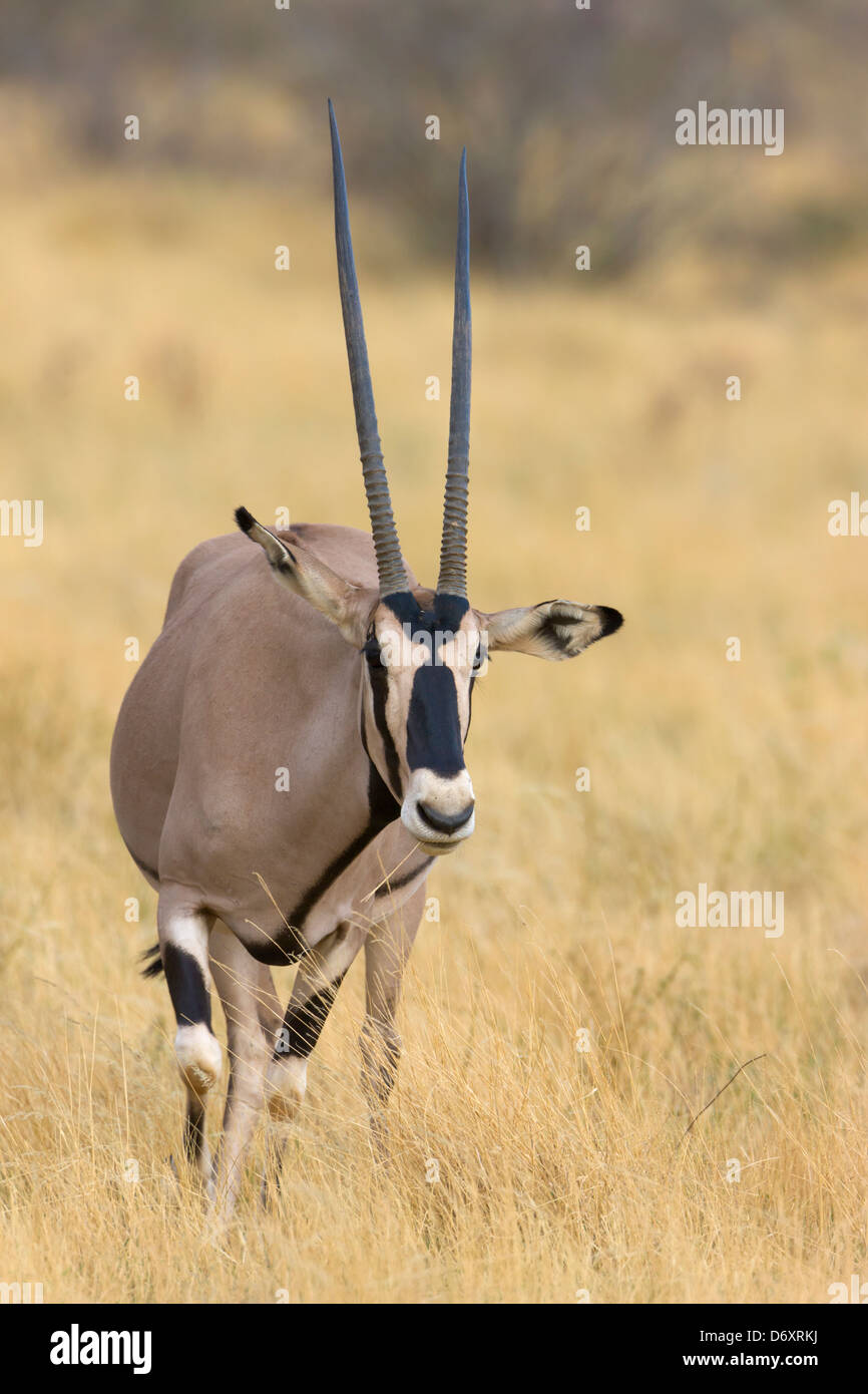 Oryx Gazella in der Savanne, Samburu, Kenia Stockfoto