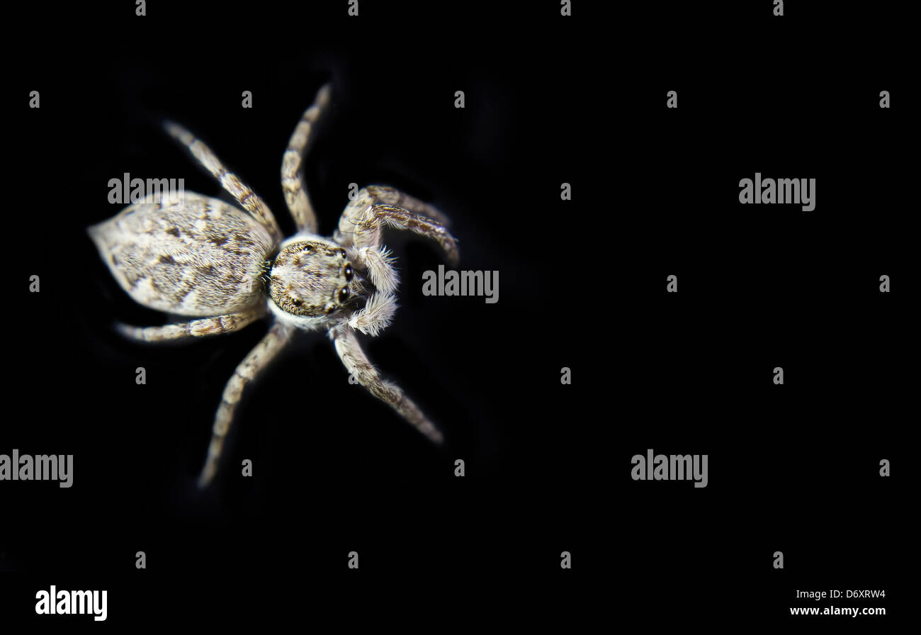 eine kleine weiße Spinne auf schwarzem Hintergrund Stockfotografie - Alamy