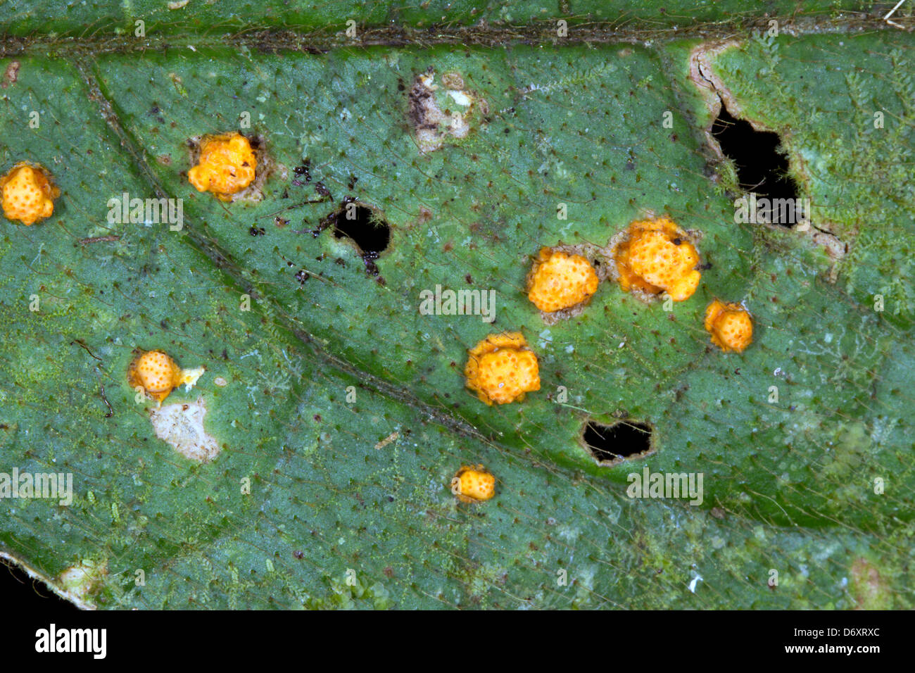 Blatt von einem Regenwald-Baum mit ein pathogener Pilz infiziert Stockfoto