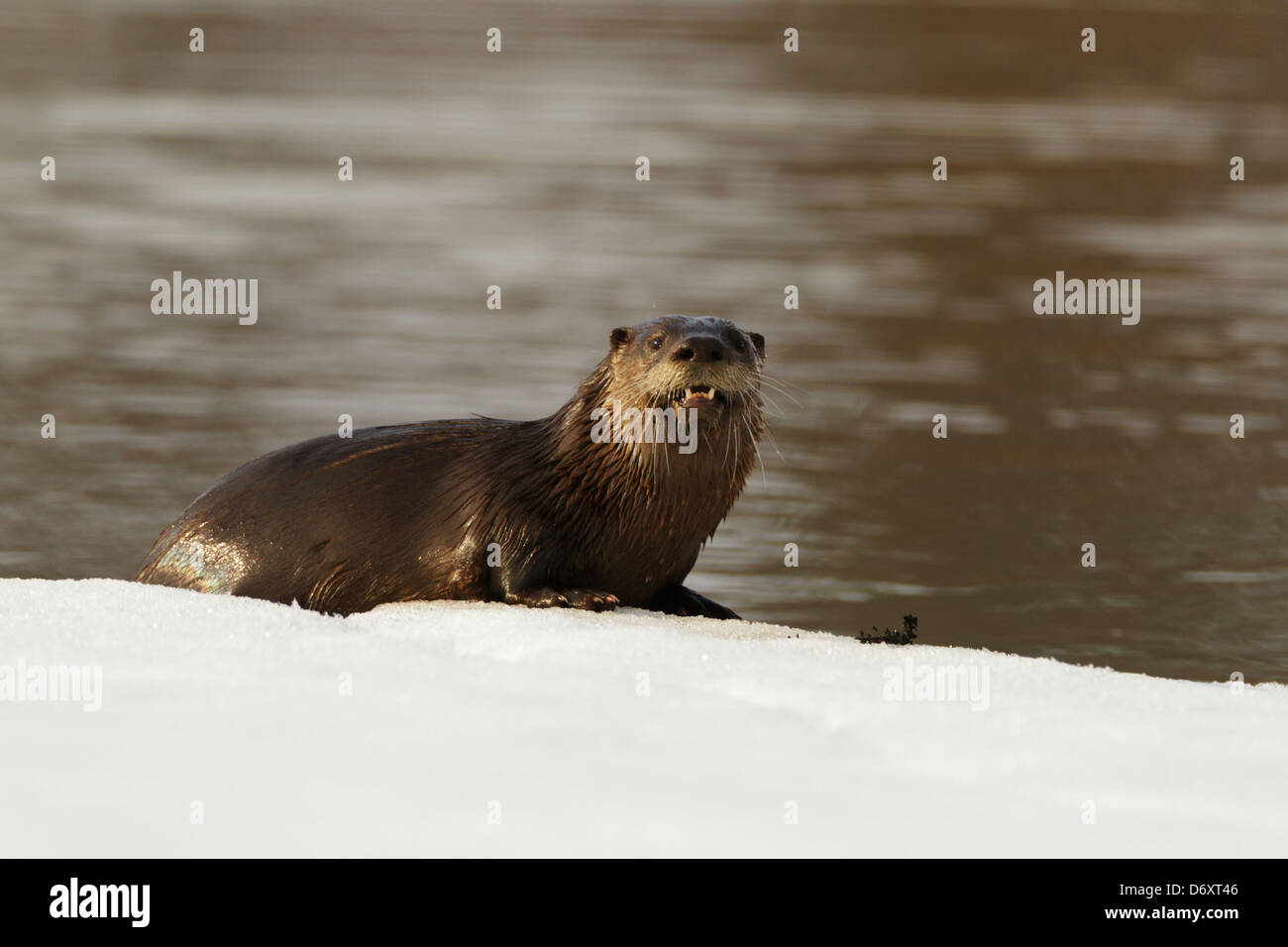Wilder nordamerikanischer Flussotter am Rande eines Baches im Winter. Memory Lake, Grantsburg, Wisconsin, USA. Stockfoto