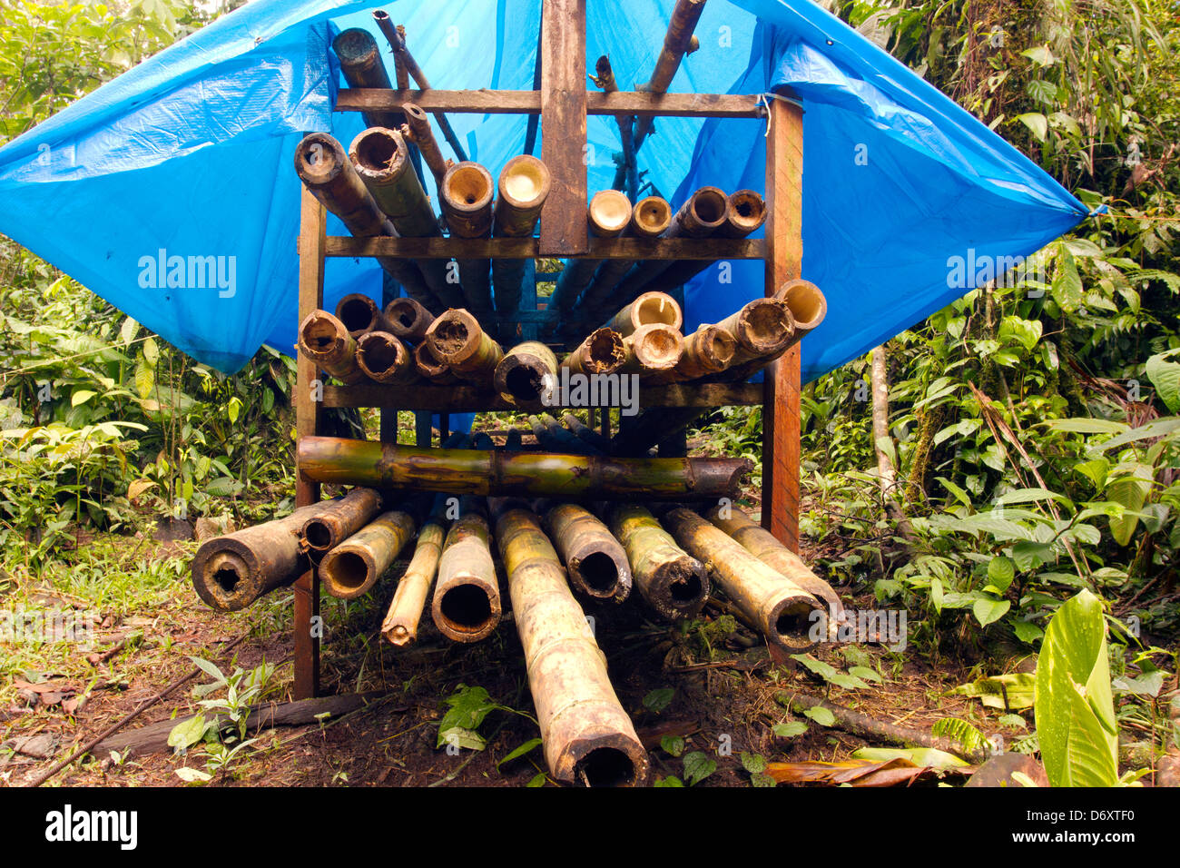 Bambusstöcke Trocknung für die Verwendung als Baumaterial in Ecuador Stockfoto