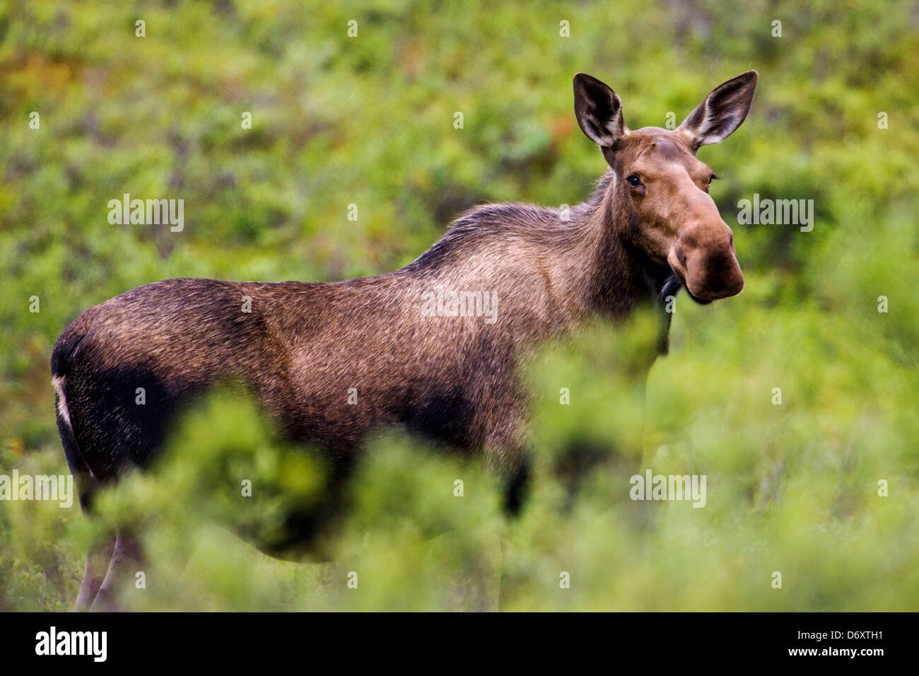 Wilden Elch (Alces Alces) in der Nähe von Moose Creek, Denali National Park, Alaska, USA Stockfoto