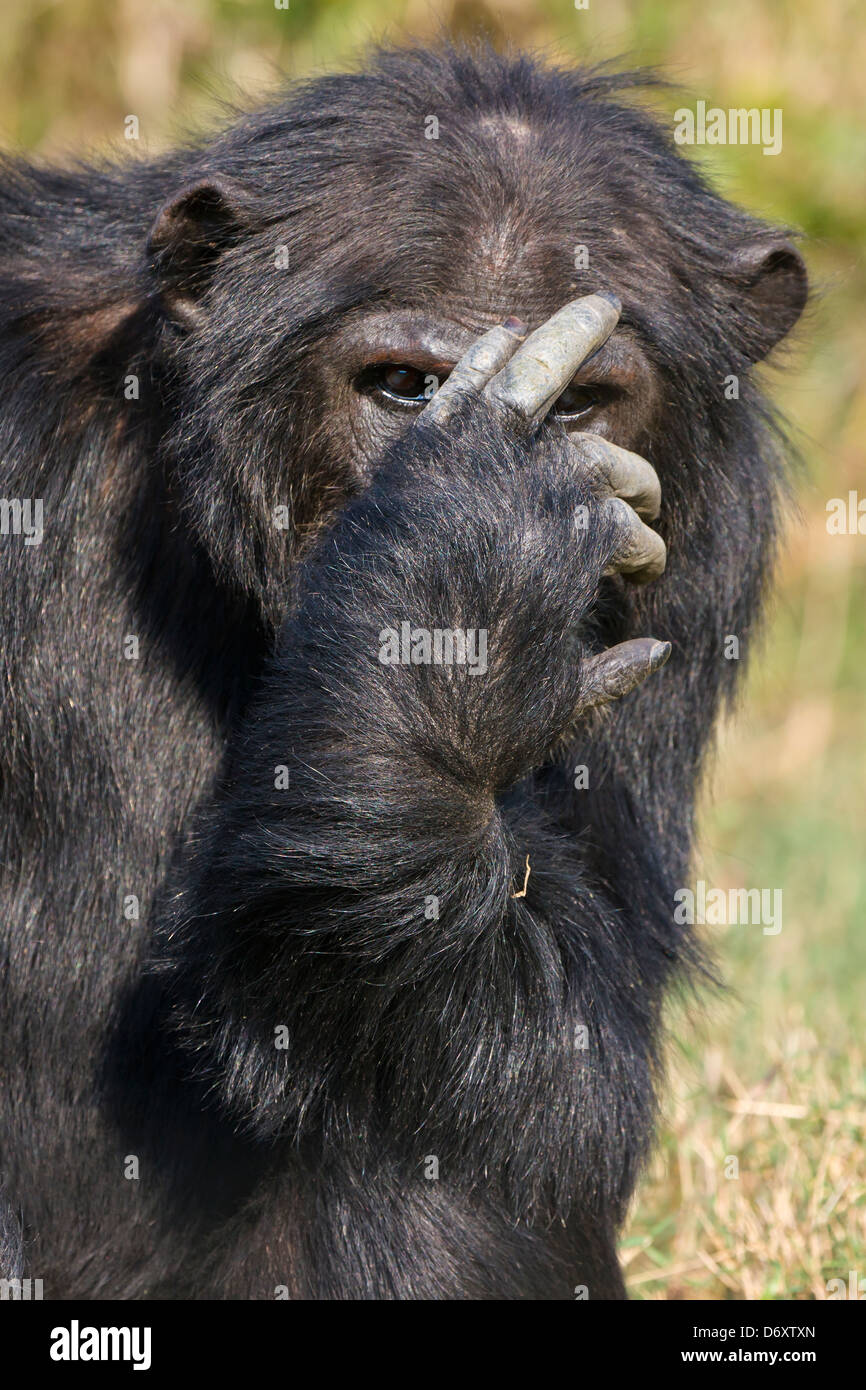 Schimpanse, Sweetwaters, Samburu, Kenia Stockfoto