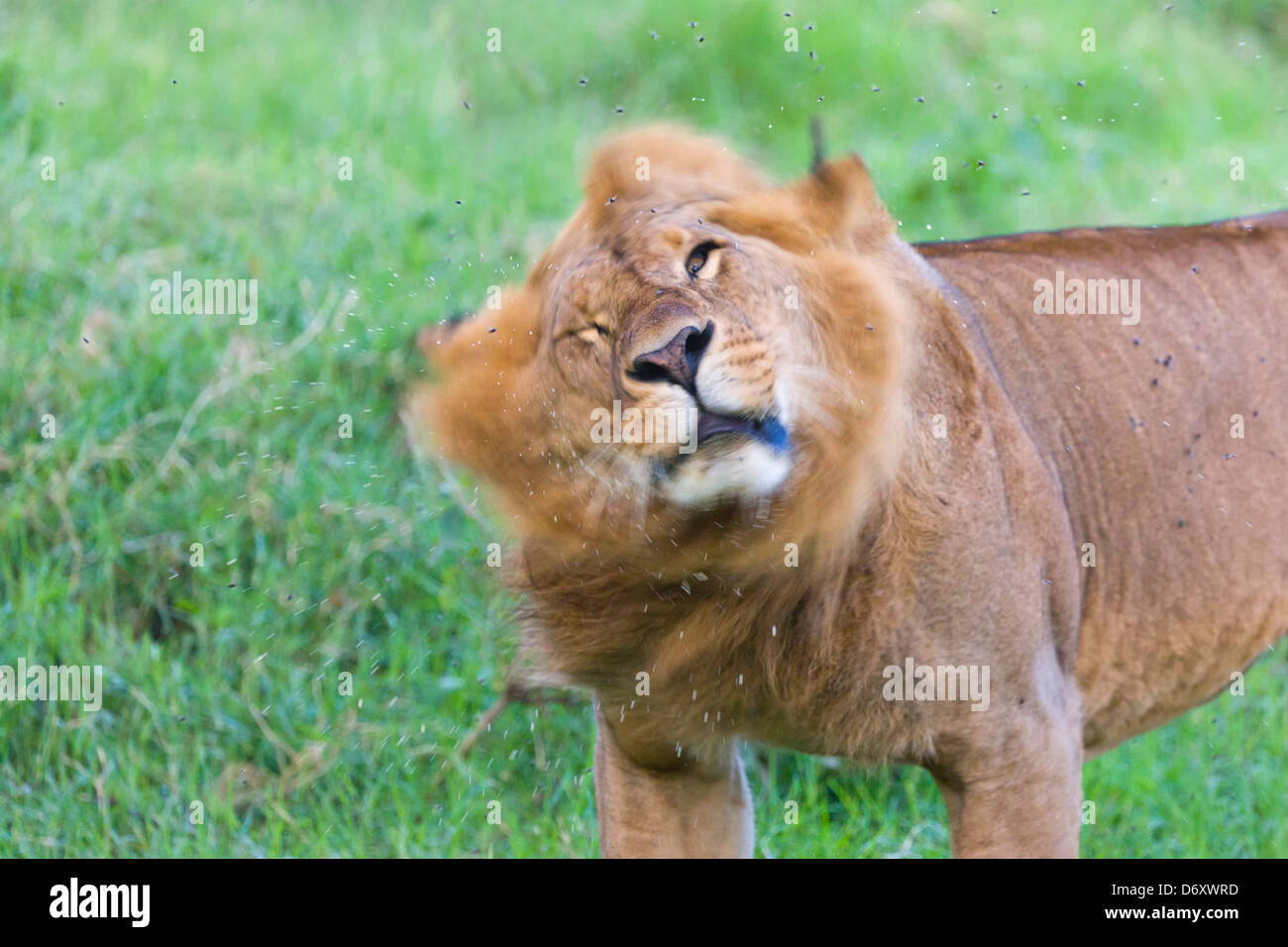 Löwe, Nakuru, Kenia Stockfoto