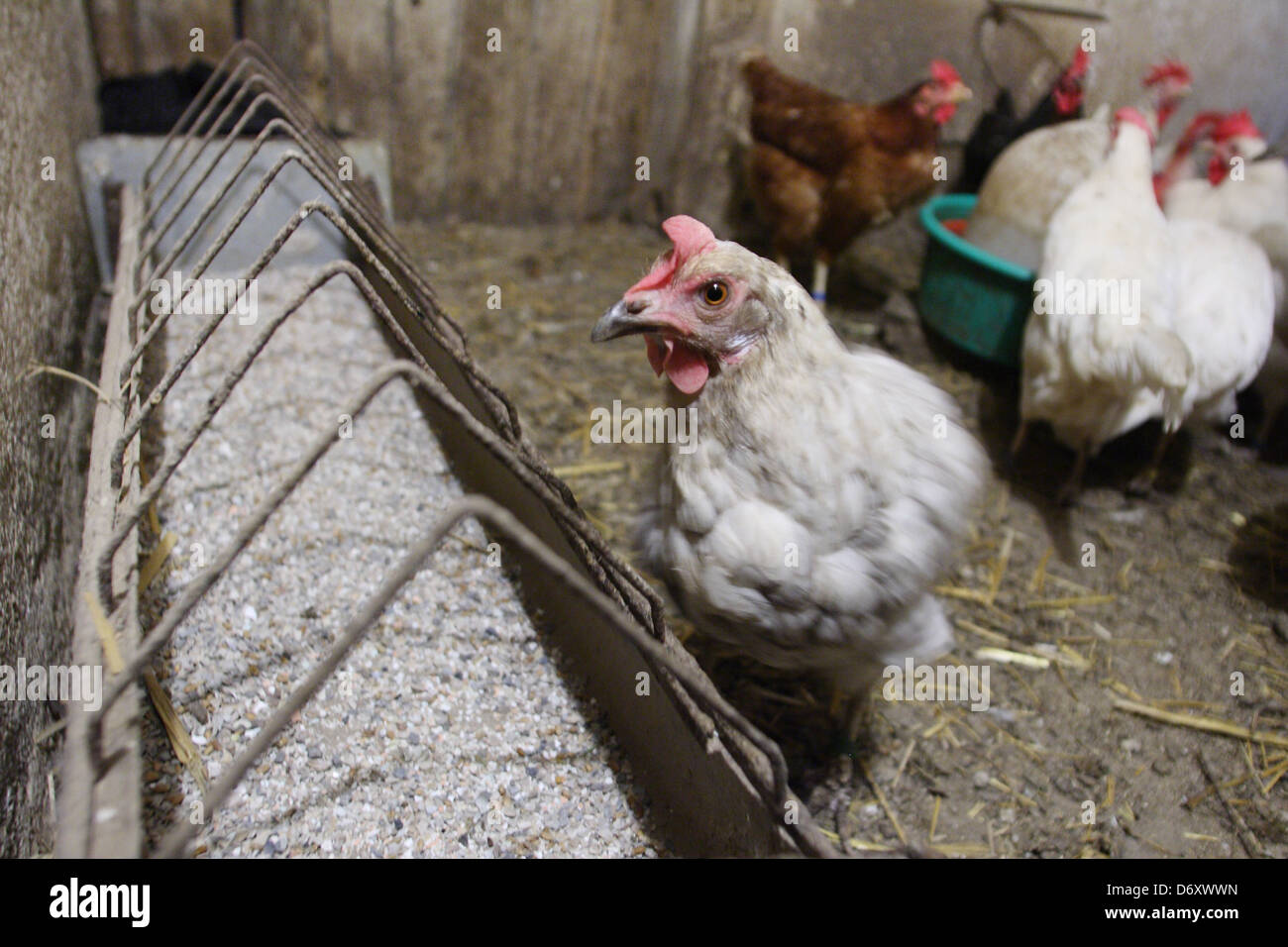 Birkach, Germany, Hühner in der Scheune am Futtertrog Stockfoto