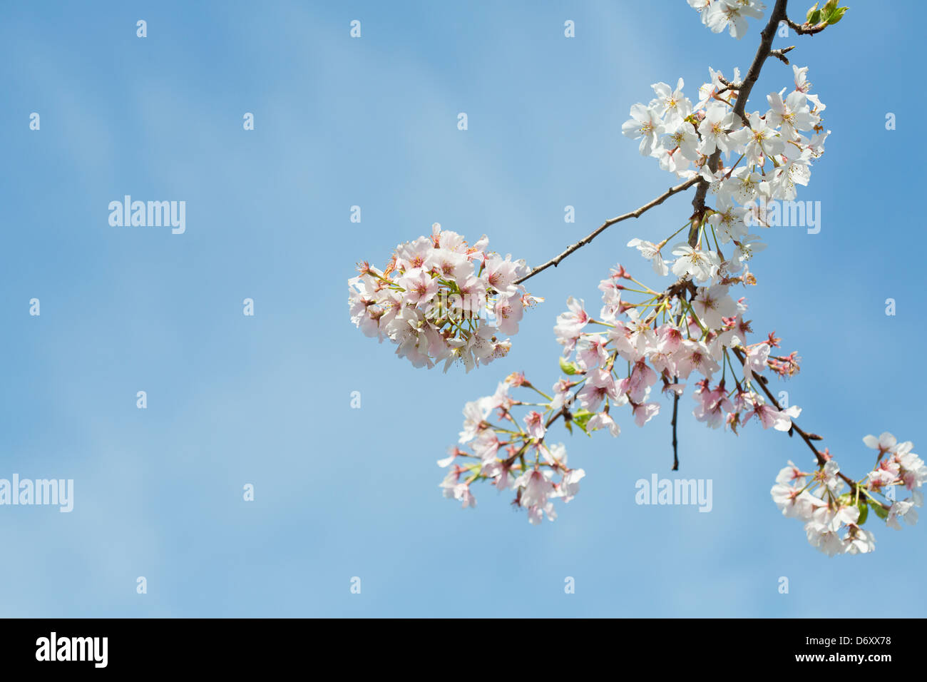 Blüten des Bradford Birnbaums gegen ein bewölkter Himmel Stockfoto