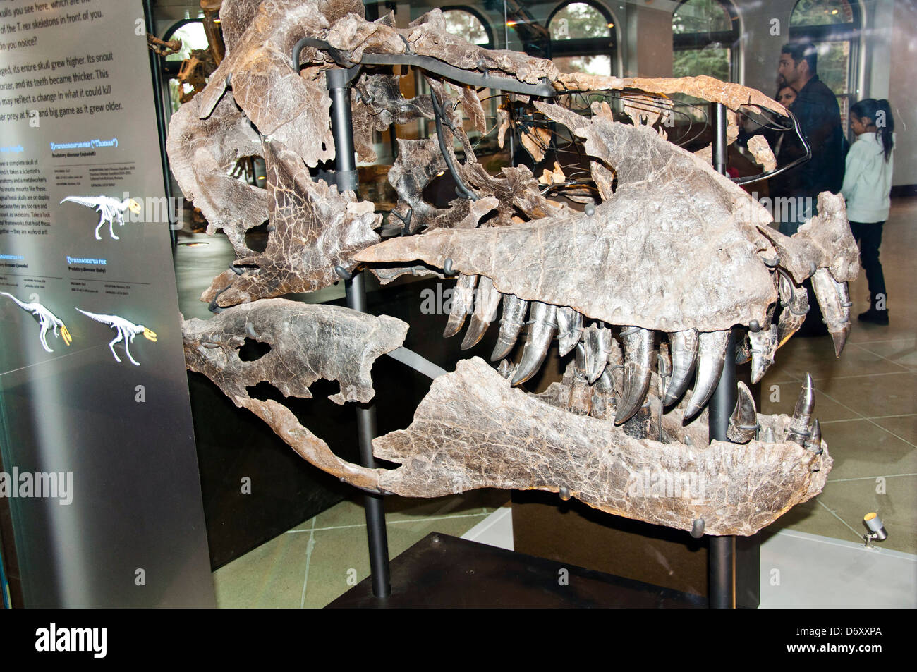 Dinosaurier-Skelett, Natural History Museum of Los Angeles Stockfoto