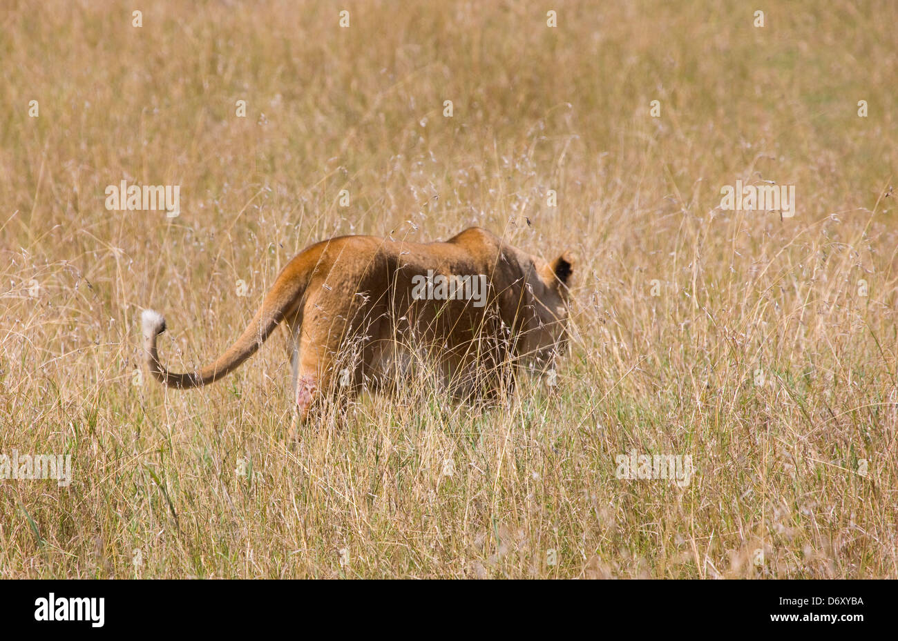 Löwe, Masai Mara, Kenia Stockfoto