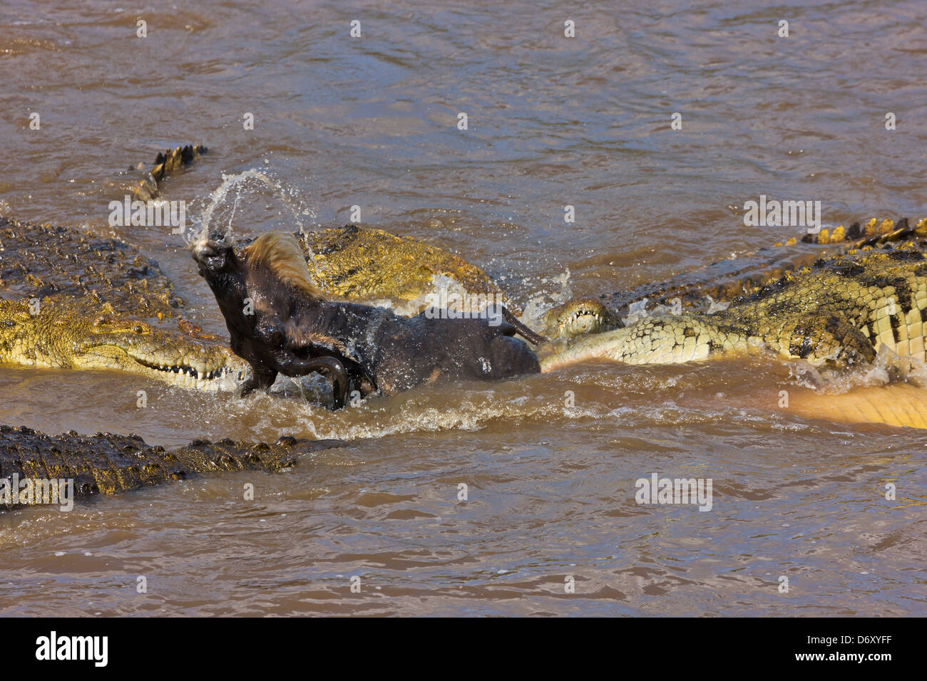 Krokodile Essen Gnus, Masai Mara, Kenia Stockfoto