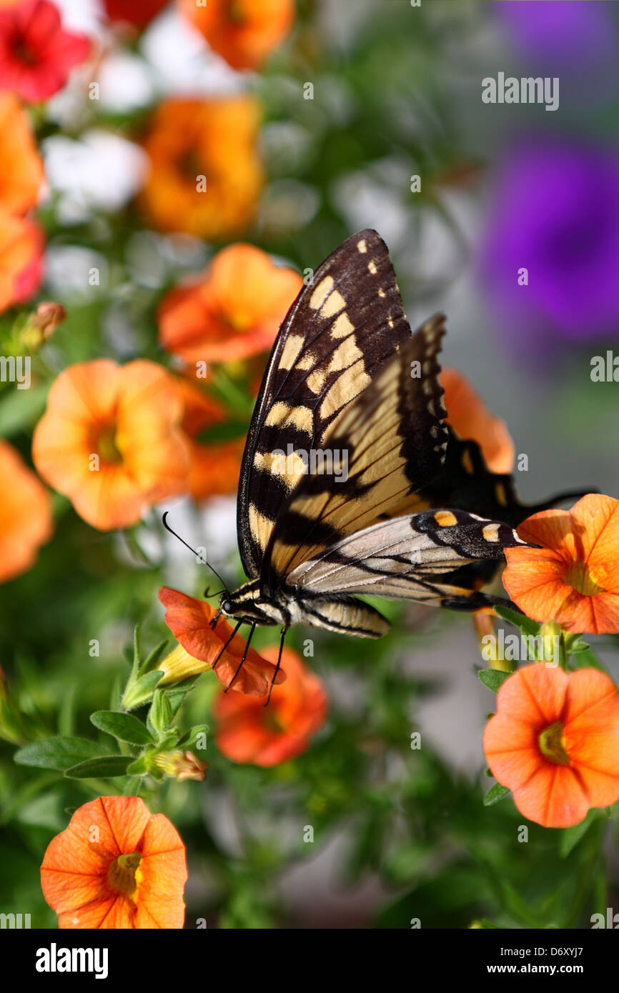 Östliche Tiger Schwalbenschwanz-Schmetterling Stockfoto